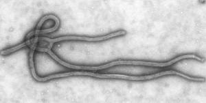 Ebola virus